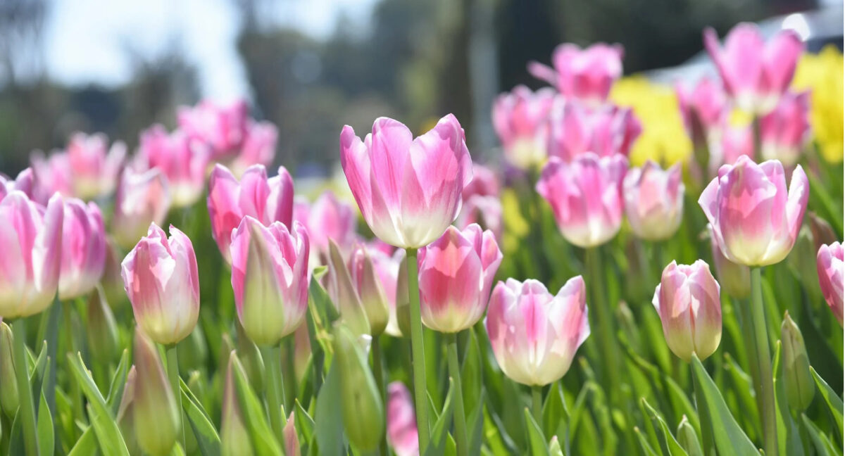 Zo wordt de overgang naar de lente gemakkelijker